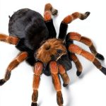 Raintree Kids Bug & Spider Kindle Book 36‑Page Animal Nonfiction-0