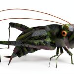 Eric Carle Bug & Spider Kindle Book 32‑Page Children’s Story-0