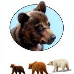 HarperCollins Illustrated Bear Book Seekers Return to the Wild Ages-0