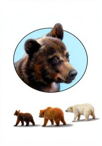 HarperCollins Illustrated Bear Book Seekers Return to the Wild Ages-0
