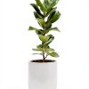 2 Pack LED Uplights Indoor, 3W Plug-in Spot Lights Indoor with Remote Control: Dimmable and Timer, 3000K/4000K/5000K Adjustable Uplights for Plants, Pictures, Artwork, 5.9 FT Plug Cord-2